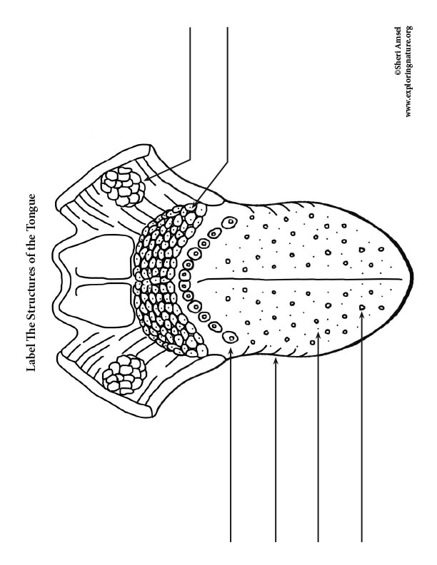 Tongue Labeling Page