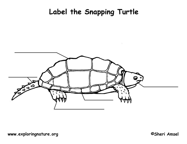 Turtle (Snapping) Labeling Page
