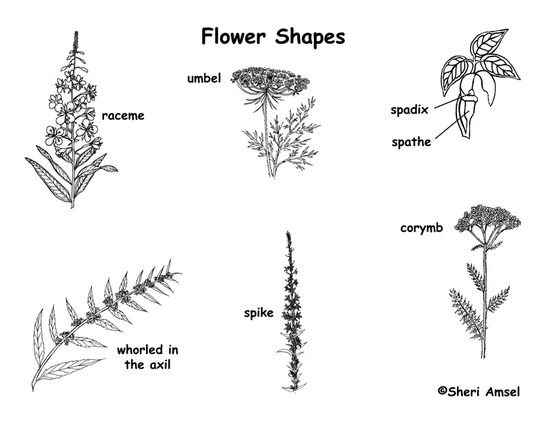 Wildflower Bloom Shape Labeling Page -- Exploring Nature Educational ...