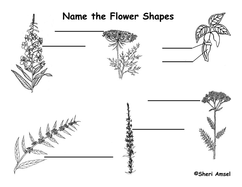 Wildflower Bloom Shape Labeling Page