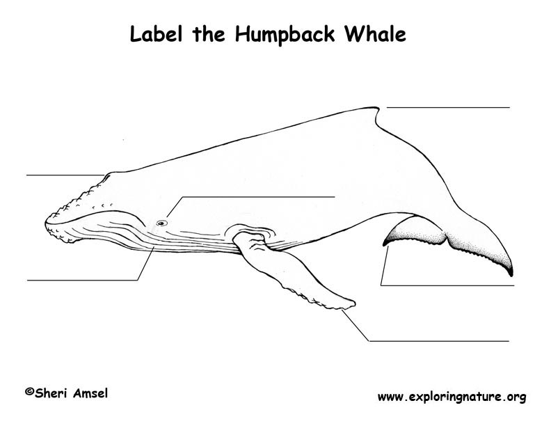 Whale (Humpback) Labeling Page