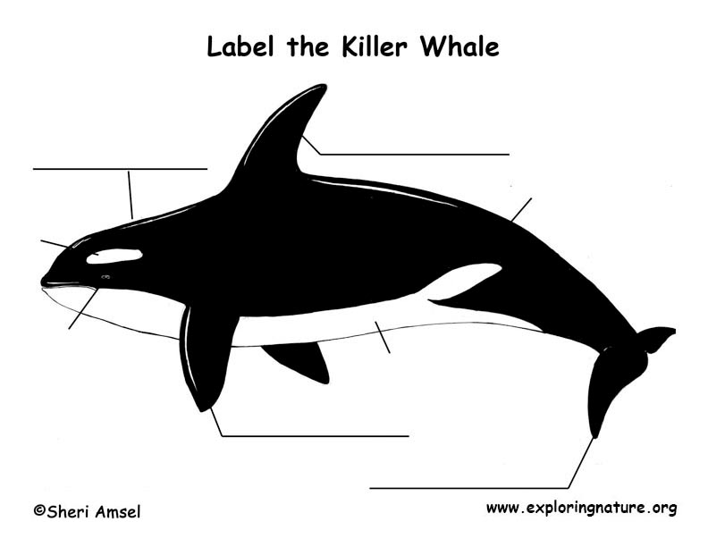 Whale (Killer) Labeling Page