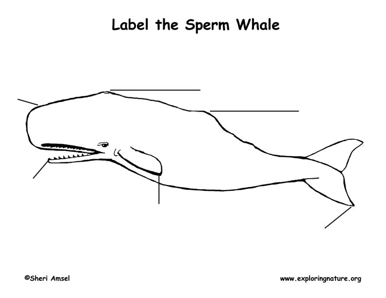 Whale (Sperm) Labeling Page