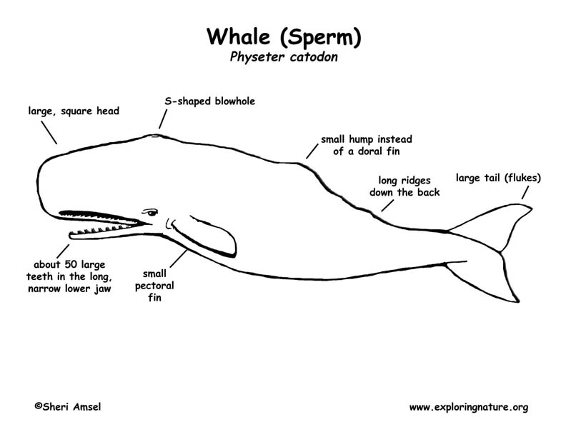 Whale (Sperm) Labeling Page