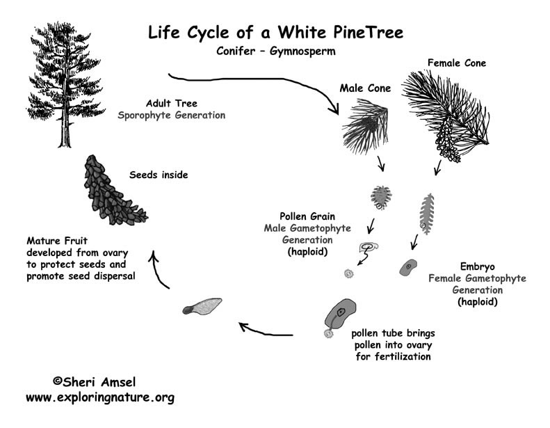 pinus tree diagram
