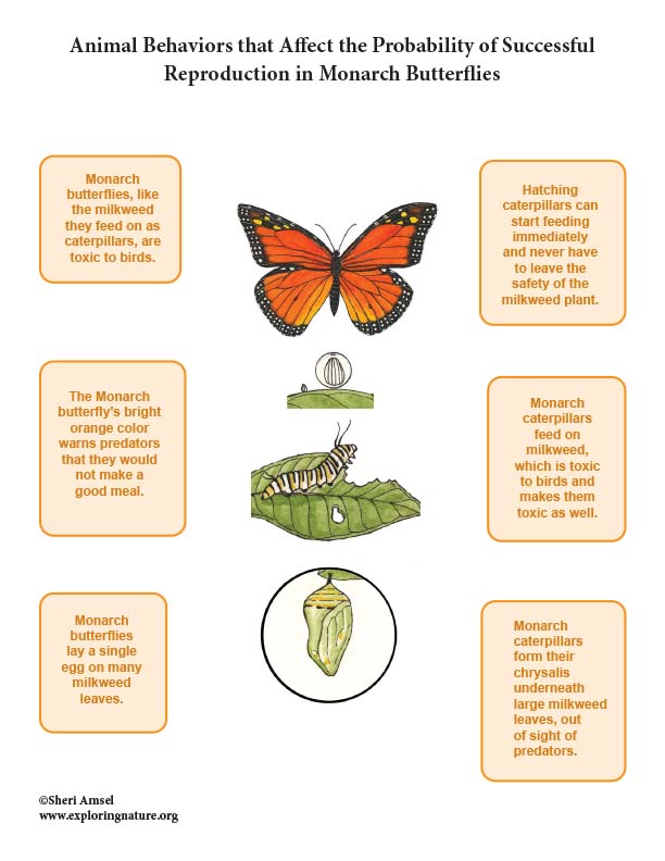 Frontiers Monarch Butterfly Distribution And Breeding Ecology In ...