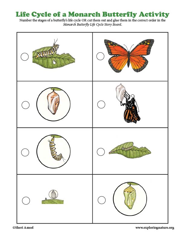 Butterfly (Monarch) Life Cycle - Sorting Activity