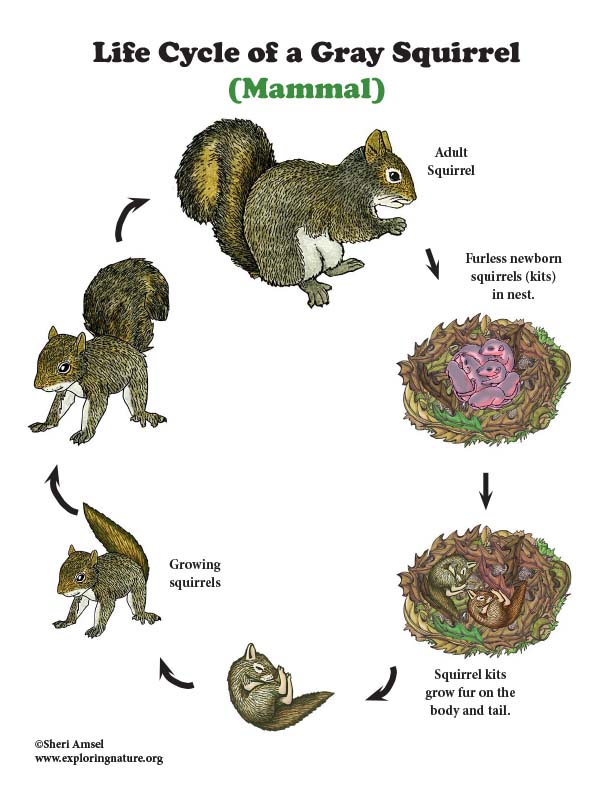 What Is The Lifespan Of A Squirrel