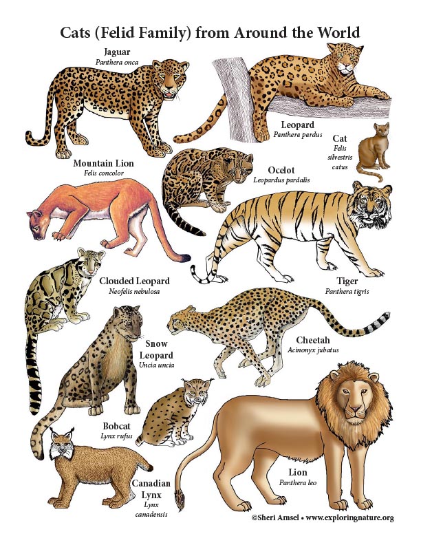 Cats of the World Poster