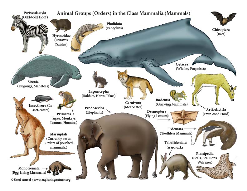 about mammals pictures