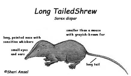 Shrew -- Exploring Nature Educational Resource