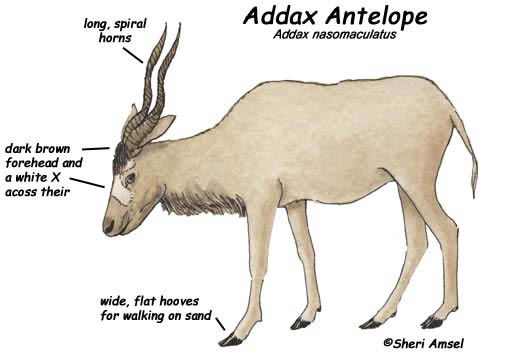 Antelope (Addax) female pregnant body diagram 