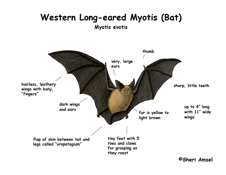 Bat (Western Long-eared Myotis) diagram of 2 months pregnant 