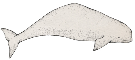 beluga whale diagram