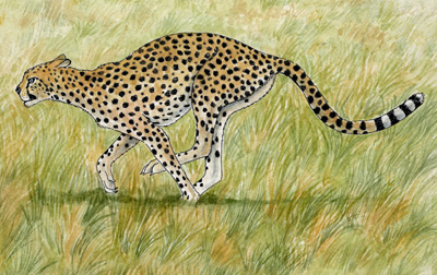 where do cheetahs live habitat