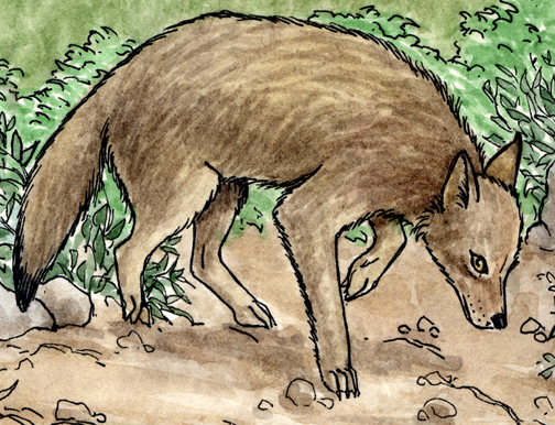 Coyote Body Diagrams and Habitat Posters