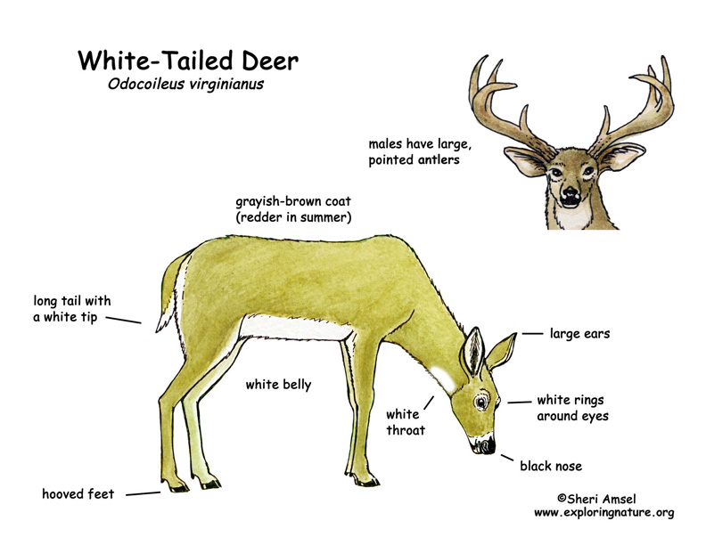 Deer Antler Anatomy
