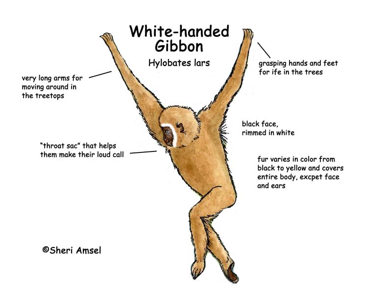 White Handed Gibbon Diet