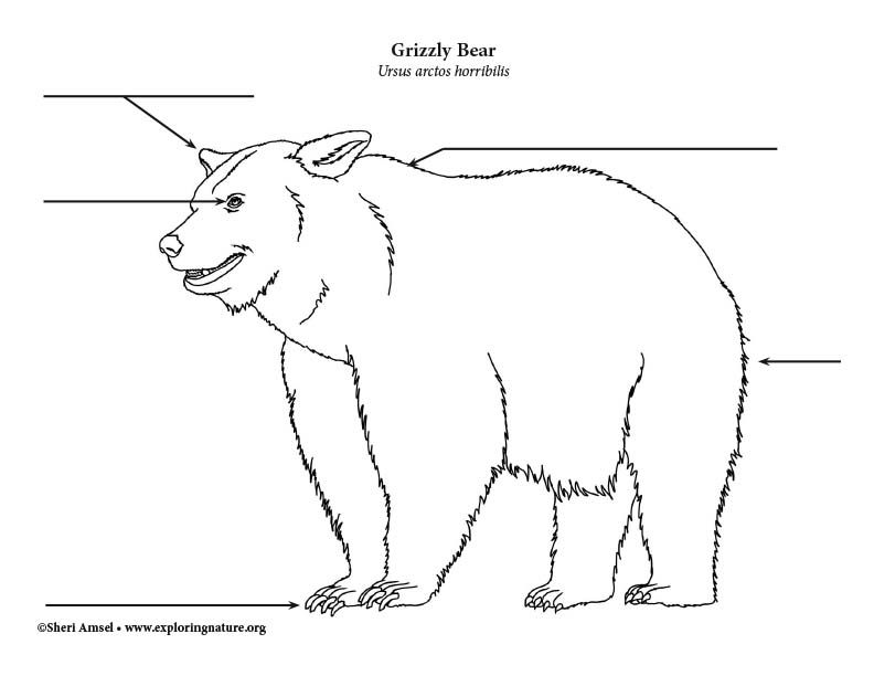 Bear (Grizzly) Labeling Page