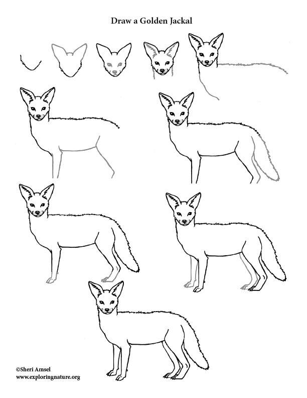 how to draw a jackal