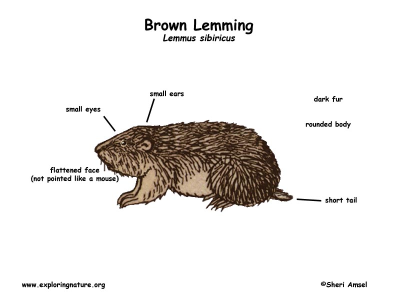 Facts About Lemming - Interesting And Amazing Information On Lemming