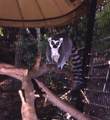 Lemur (Ring-tailed)