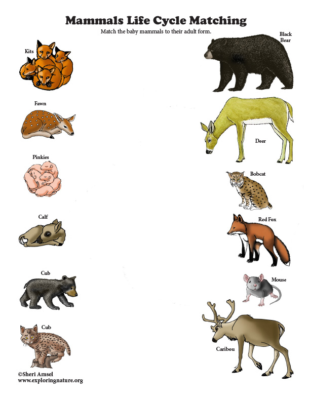 mammal life cycle diagram