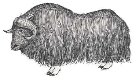 musk oxen coloring pages