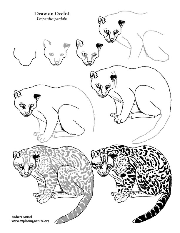 Ocelot Drawing Lesson