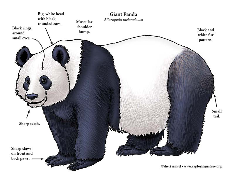 panda-giant