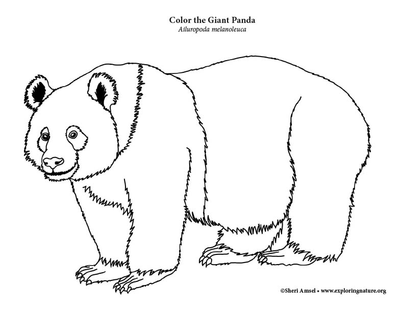 Panda (Giant) Coloring Page