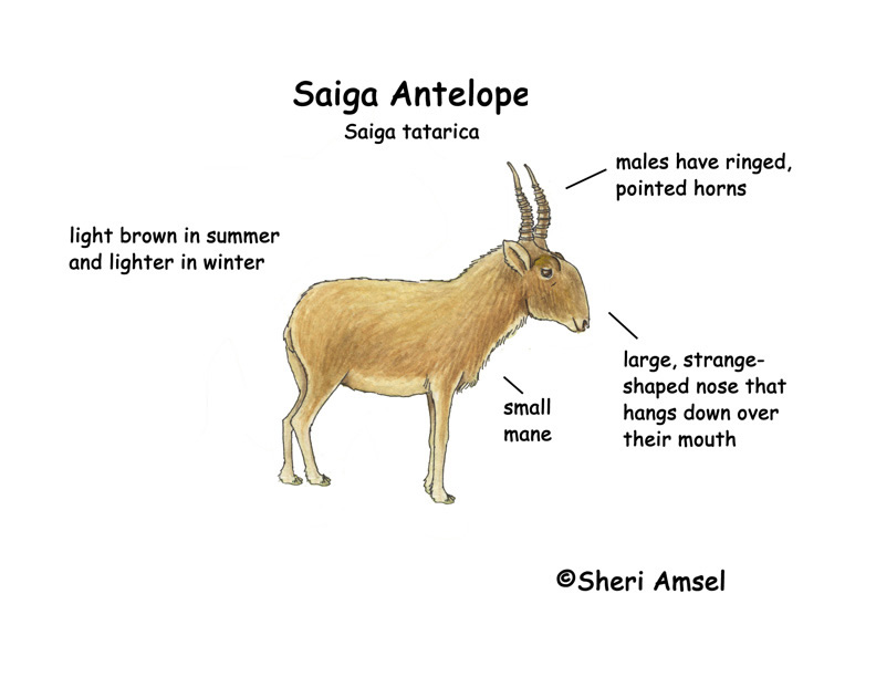Download Antelope (Saiga)