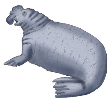 Seal (Southern Elephant)