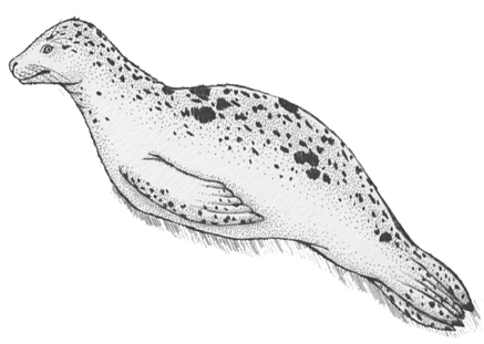 leopard seal drawing
