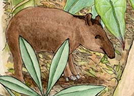 Tapir (Mountain, Baird's, Brazilian, Malayan)