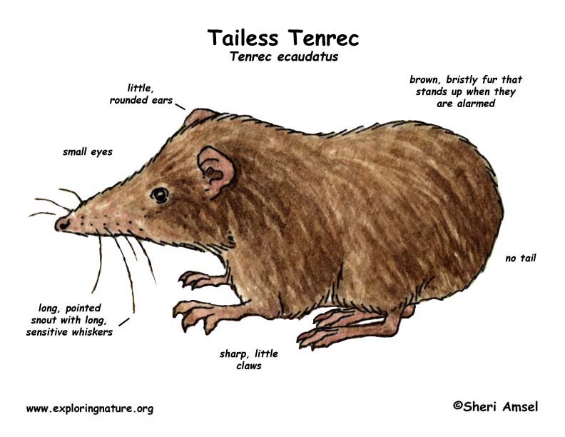 Tenrec (Tailess)