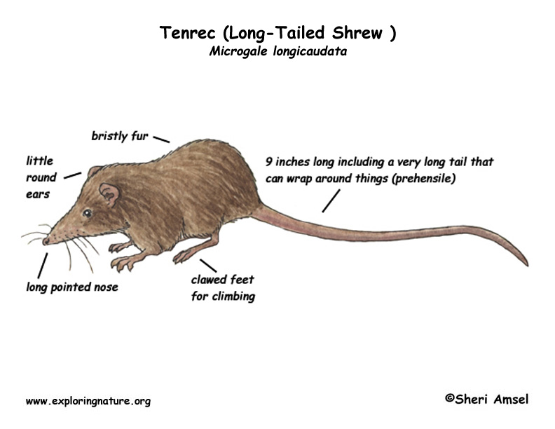 Tenrec (Long-Tailed Shrew )