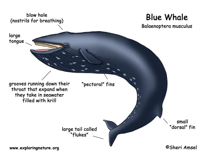 blue whale heart diagram