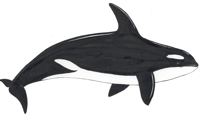 killer whale coloring pages to print