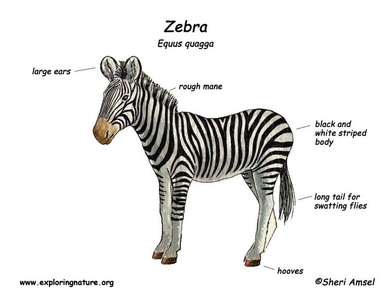 https://www.exploringnature.org/graphics/mammals/zebra_diagram.jpg