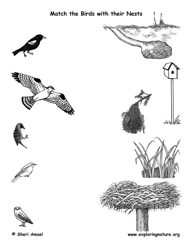 Match the Birds with Their Nests -- Exploring Nature Educational Resource