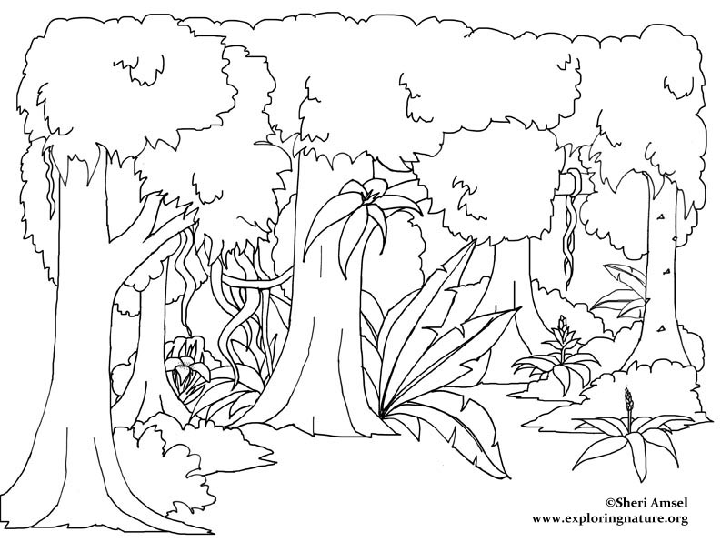 rainforest black and white drawings