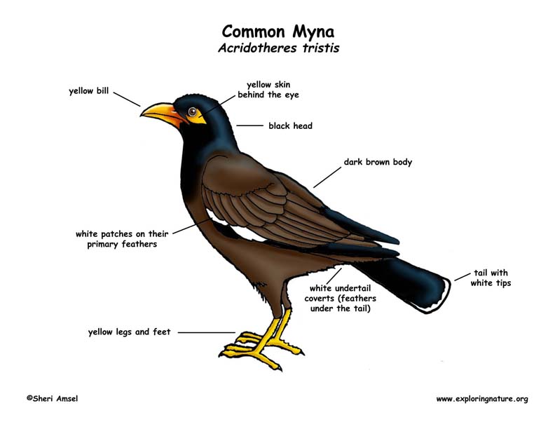 Myna (Common) -- Exploring Nature Educational Resource