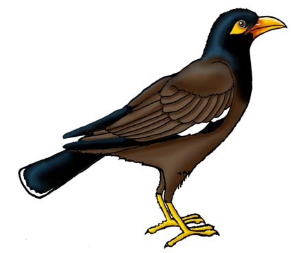 Birdorable Common Myna Square Sticker | Zazzle | Bird drawing for kids, Bird  drawings, Bird illustration