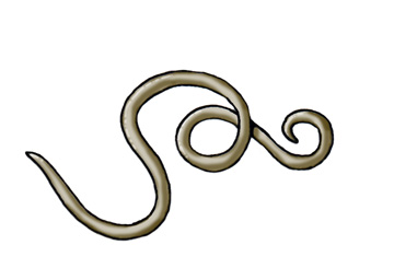 Phylum - Nematoda (Roundworms)