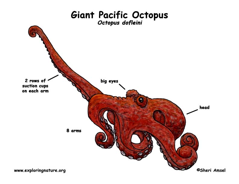 giant octopus beak