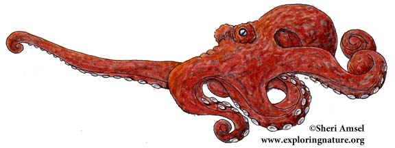 north pacific giant octopus drawing