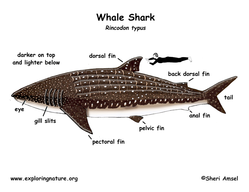 shark whale