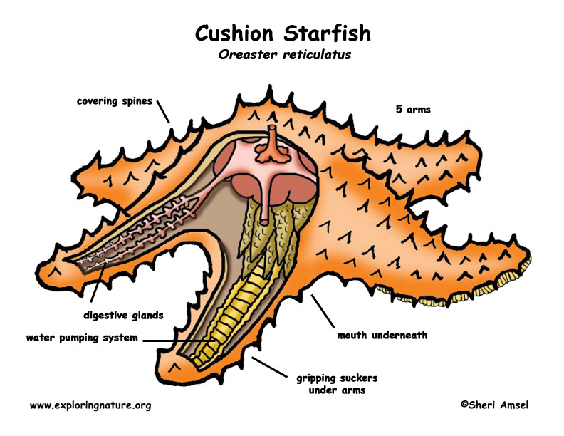 Starfish (Cushion)