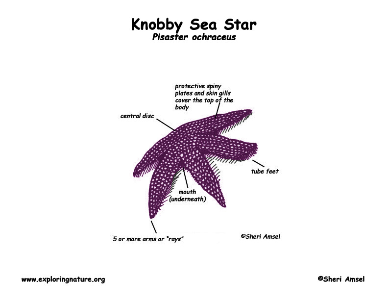 star fish diagrams
